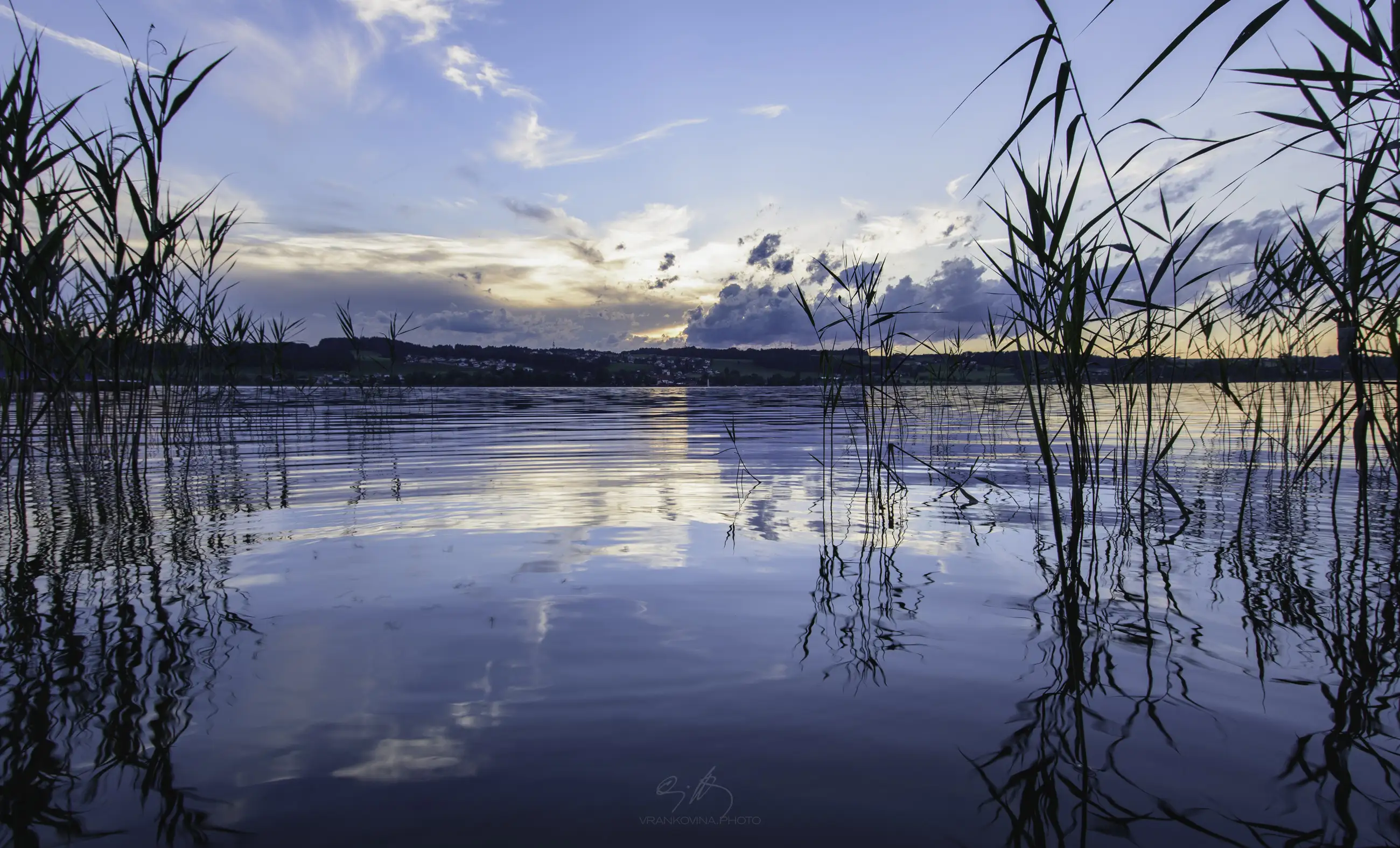 Tall reeds in the foreground stand in calm lake water at sunset, with soft clouds and subtle pink and orange hues in the sky, and a distant shoreline with gentle hills and scattered buildings.