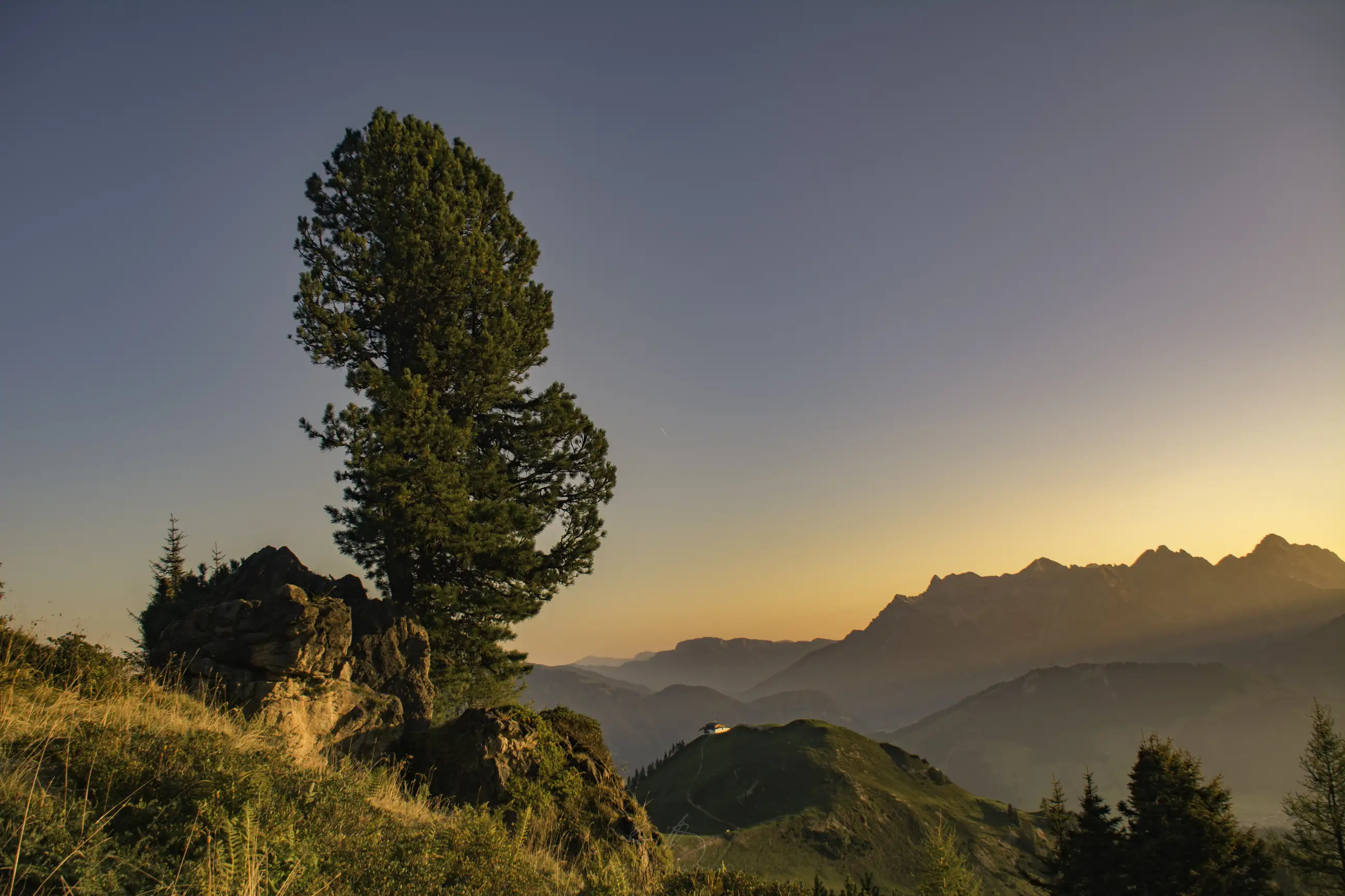 A tall tree stands on a grassy hillside overlooking misty mountains at sunrise, with soft golden light illuminating the landscape and clear sky above.