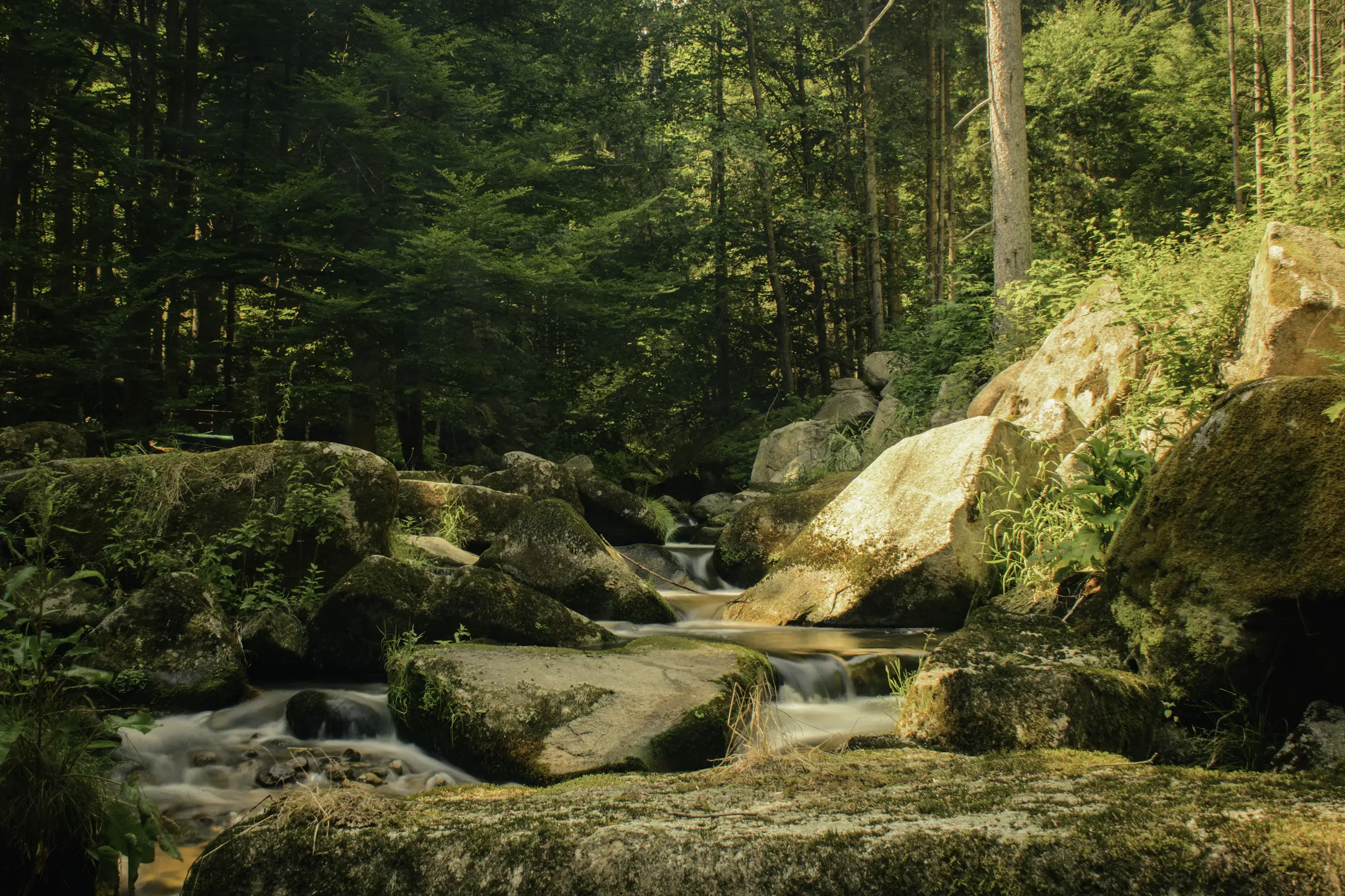 A tranquil forest scene with a stream flowing over large mossy rocks, surrounded by dense green trees and sunlight filtering through the foliage.