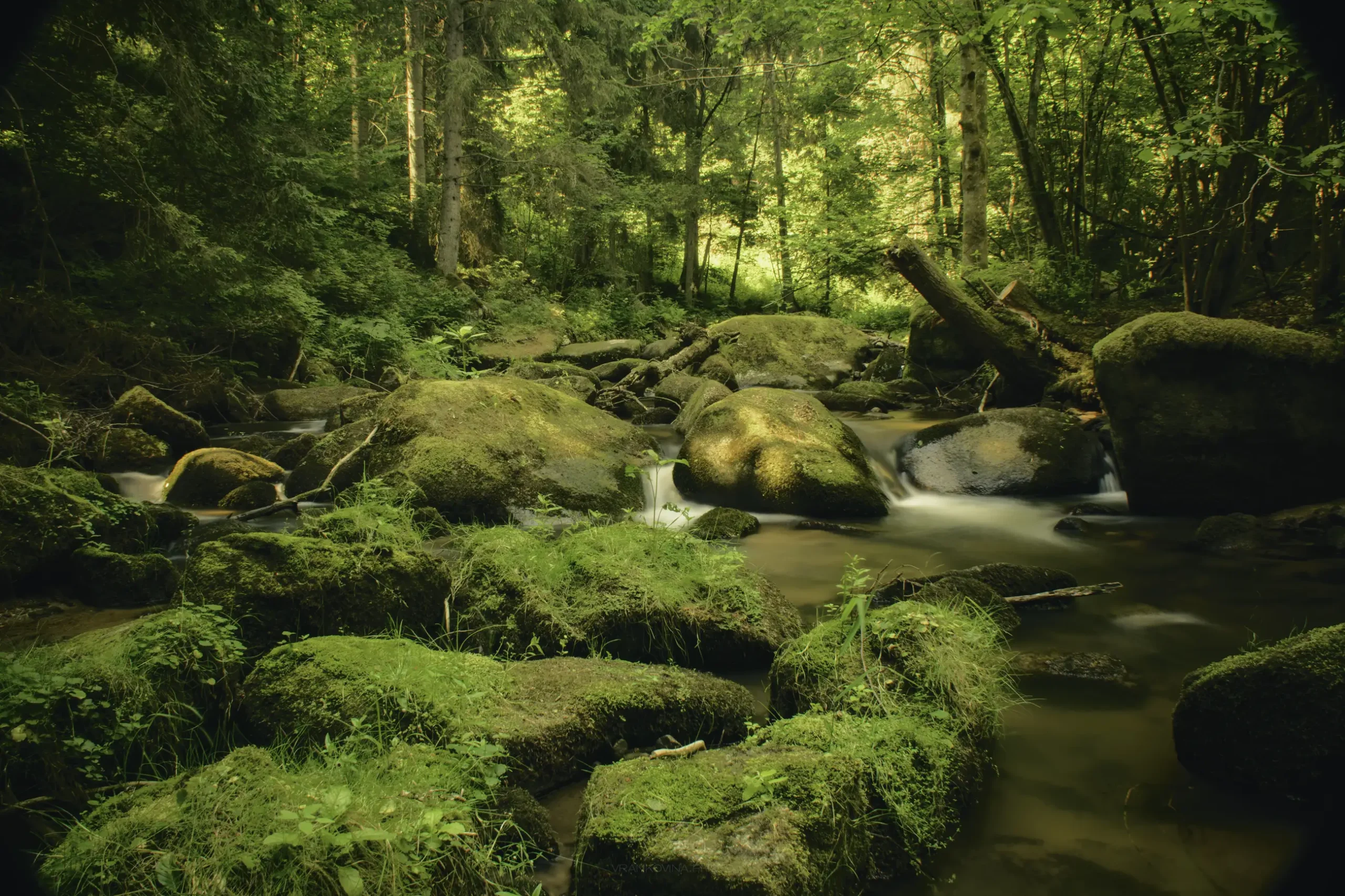 A serene forest scene with a small stream flowing over moss-covered rocks and surrounded by lush green trees and vegetation. Sunlight filters through the dense canopy, creating a peaceful, natural atmosphere.