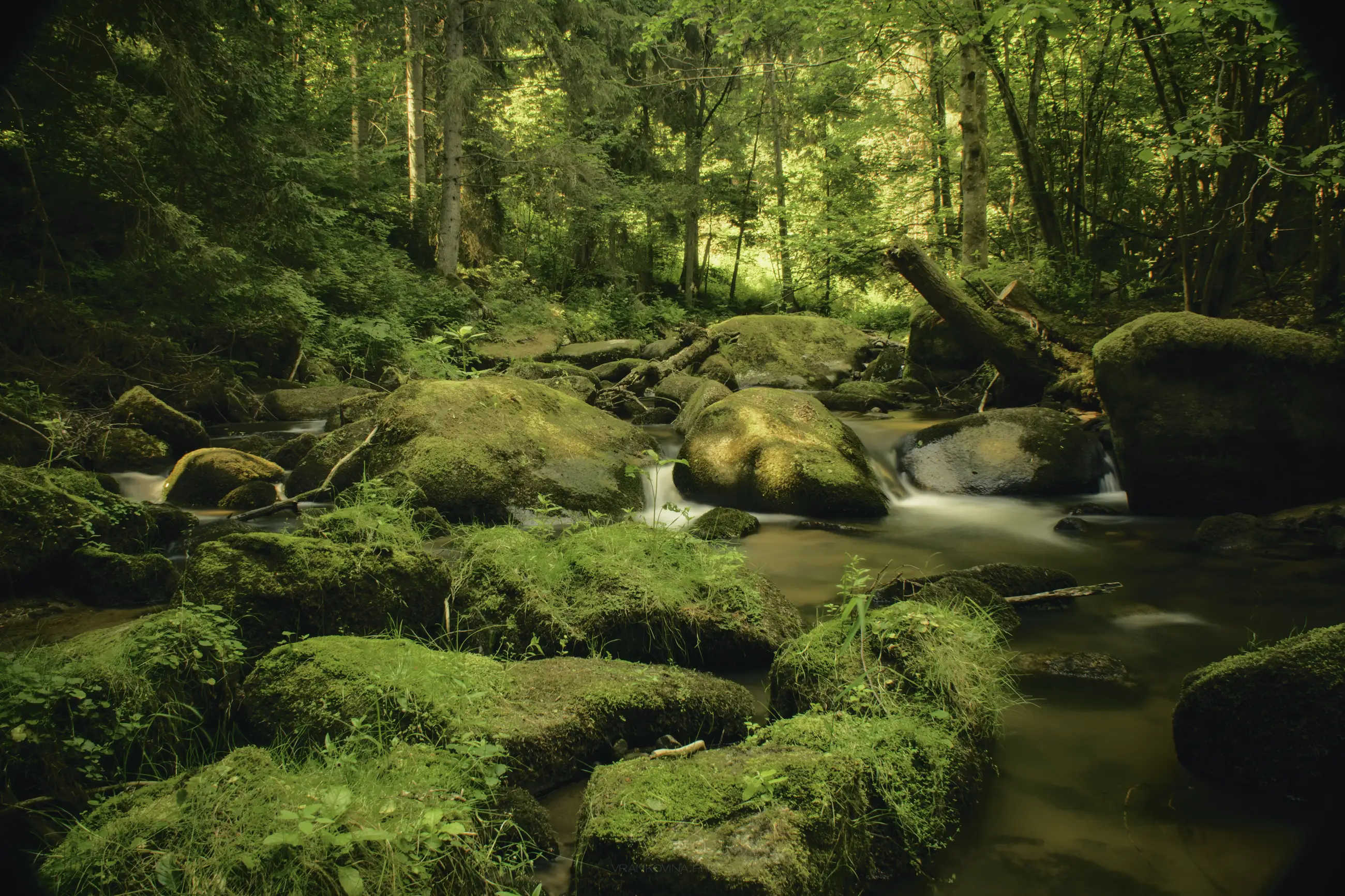 A serene forest scene with a small stream flowing over moss-covered rocks and surrounded by lush green trees and vegetation. Sunlight filters through the dense canopy, creating a peaceful, natural atmosphere.