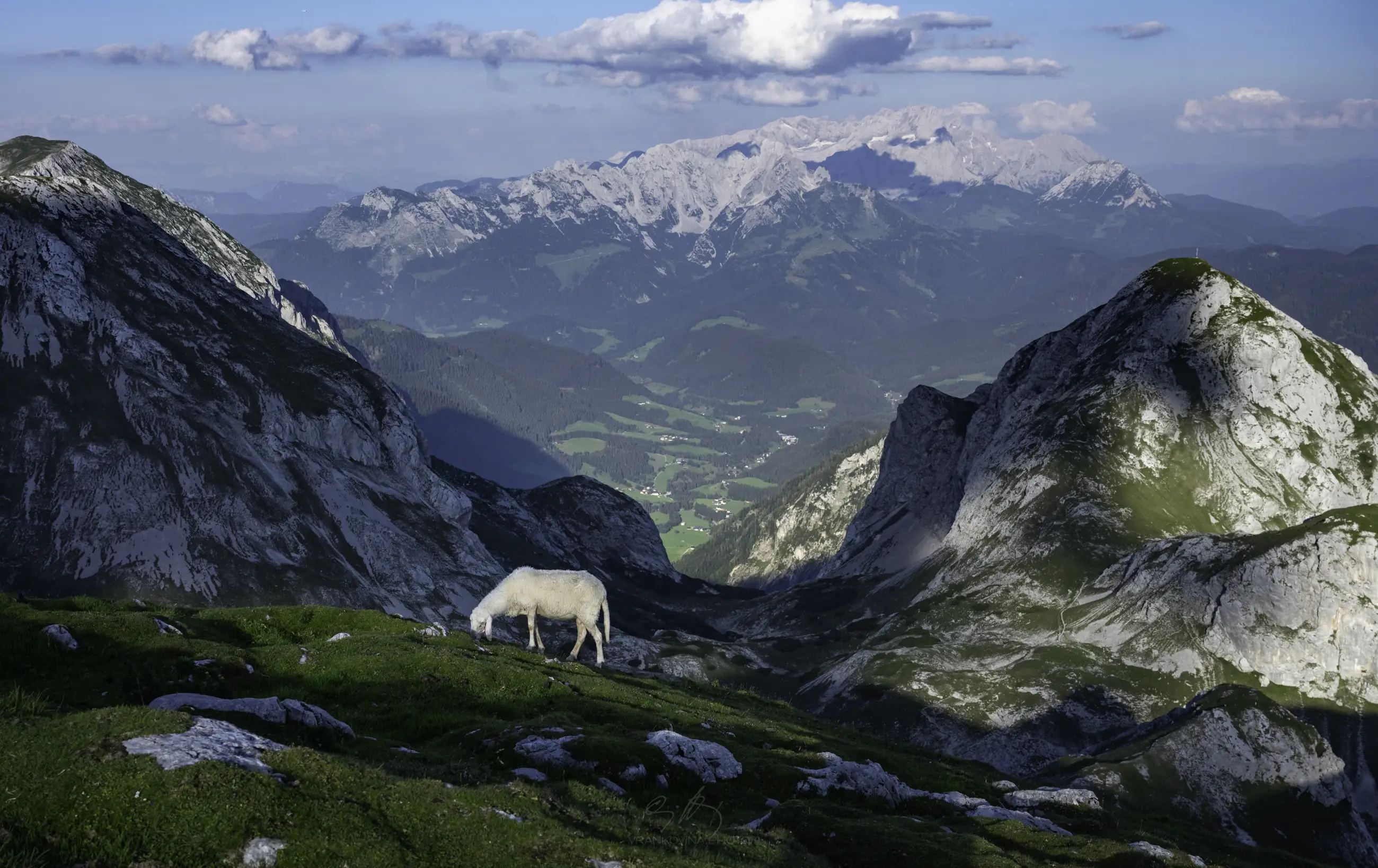 A white sheep grazes on green grass in a rocky mountain valley, with dramatic peaks and distant mountains under a blue sky with scattered clouds.