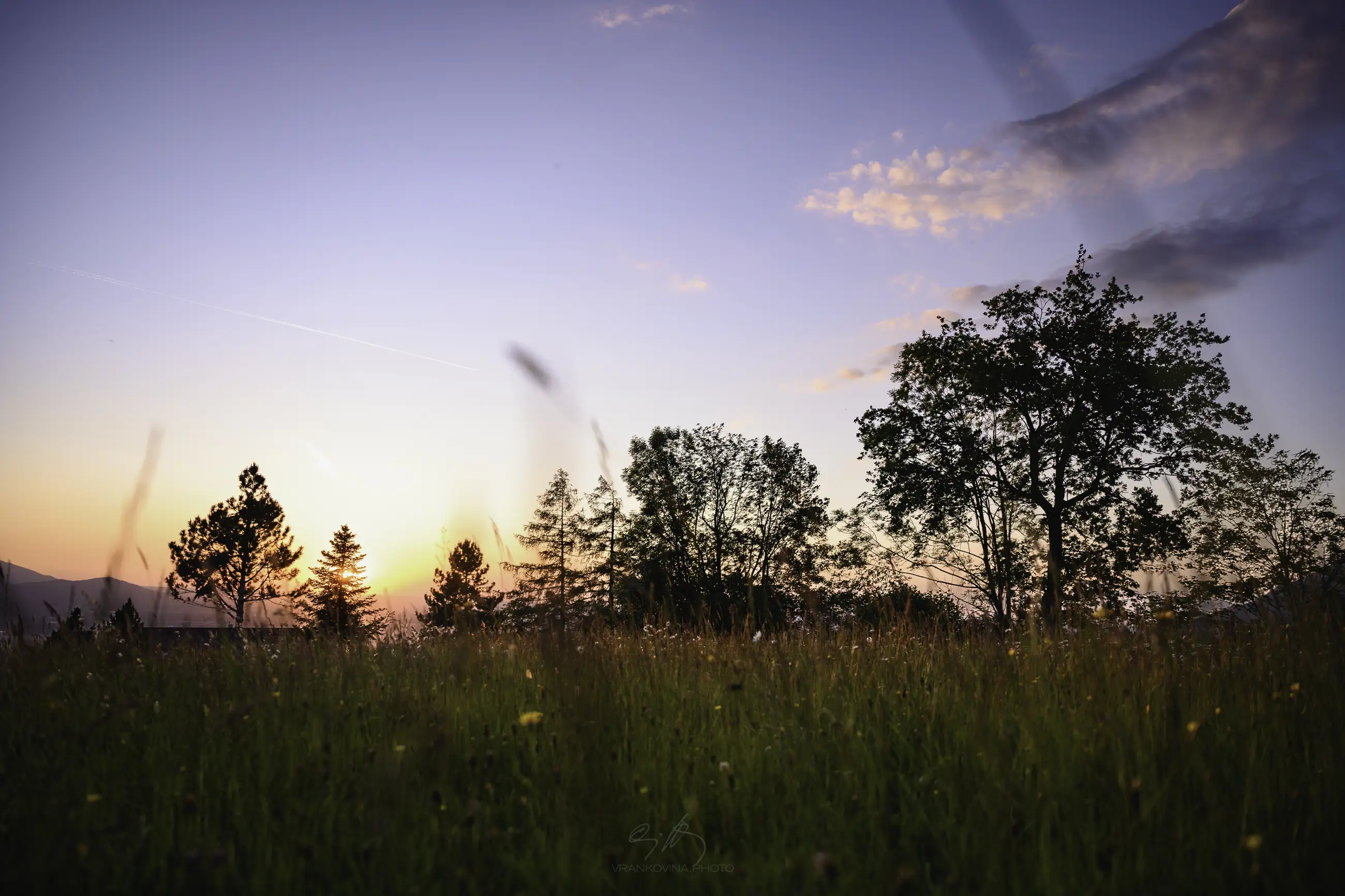 A meadow with wild flowers and trees at sunset. Colorful orange and blue sky with some clouds