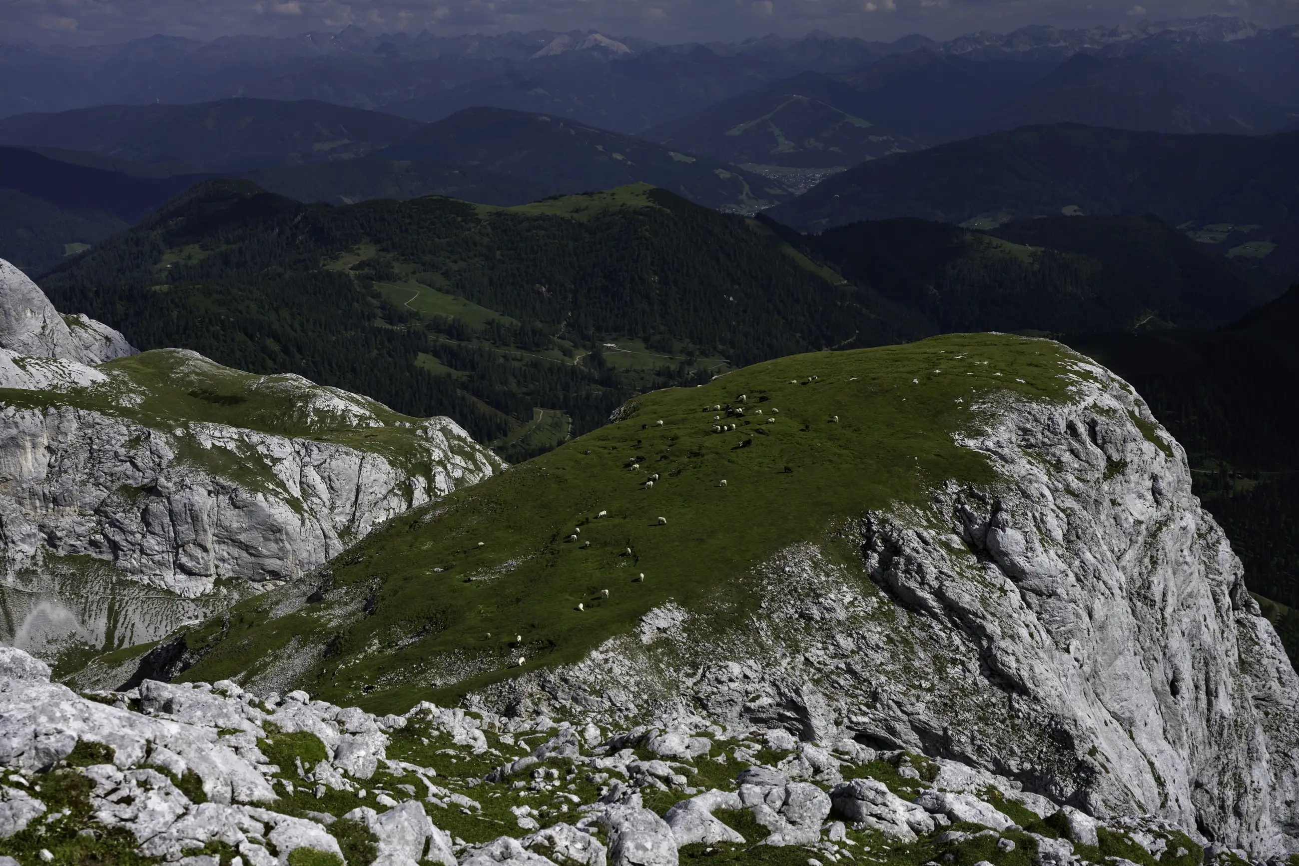 A grassy hilltop dotted with grazing cows is surrounded by rocky cliffs and forested mountains under a cloudy sky, with layers of green hills and distant peaks visible in the background.