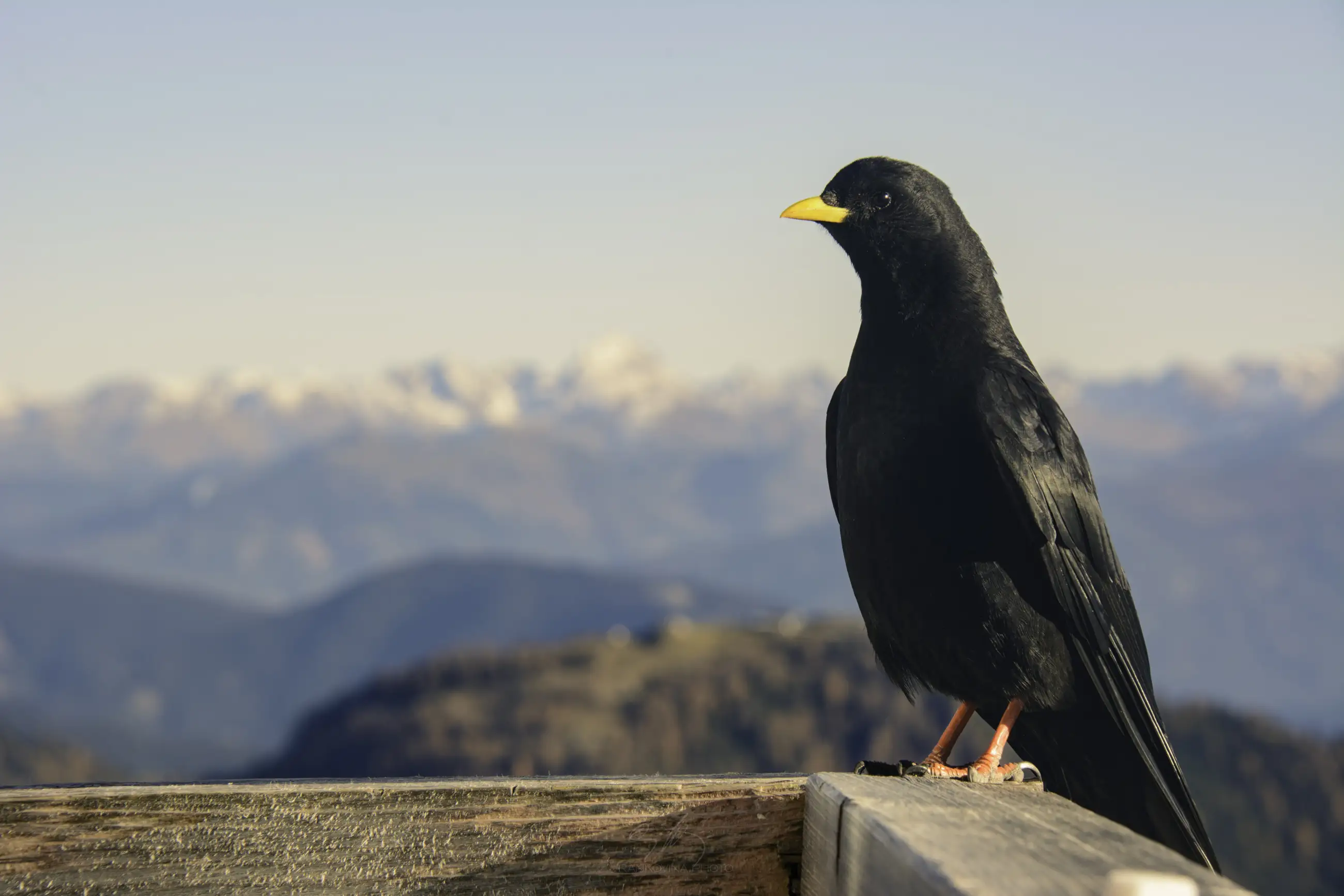 A black bird with a yellow beak stands on a wooden railing, with blurred mountains and a clear sky in the background.