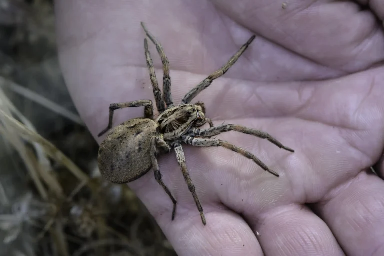 A large brown spider with long legs rests on an open human palm. The spiders body has a mottled pattern and the background shows hints of dry grass and soil.