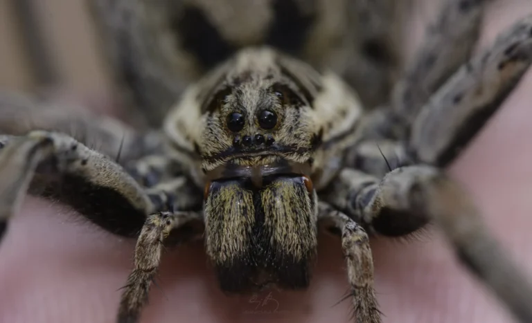 Close-up photo of a spider showing its detailed eyes, fangs, and hairy body, with a blurred human finger in the background.