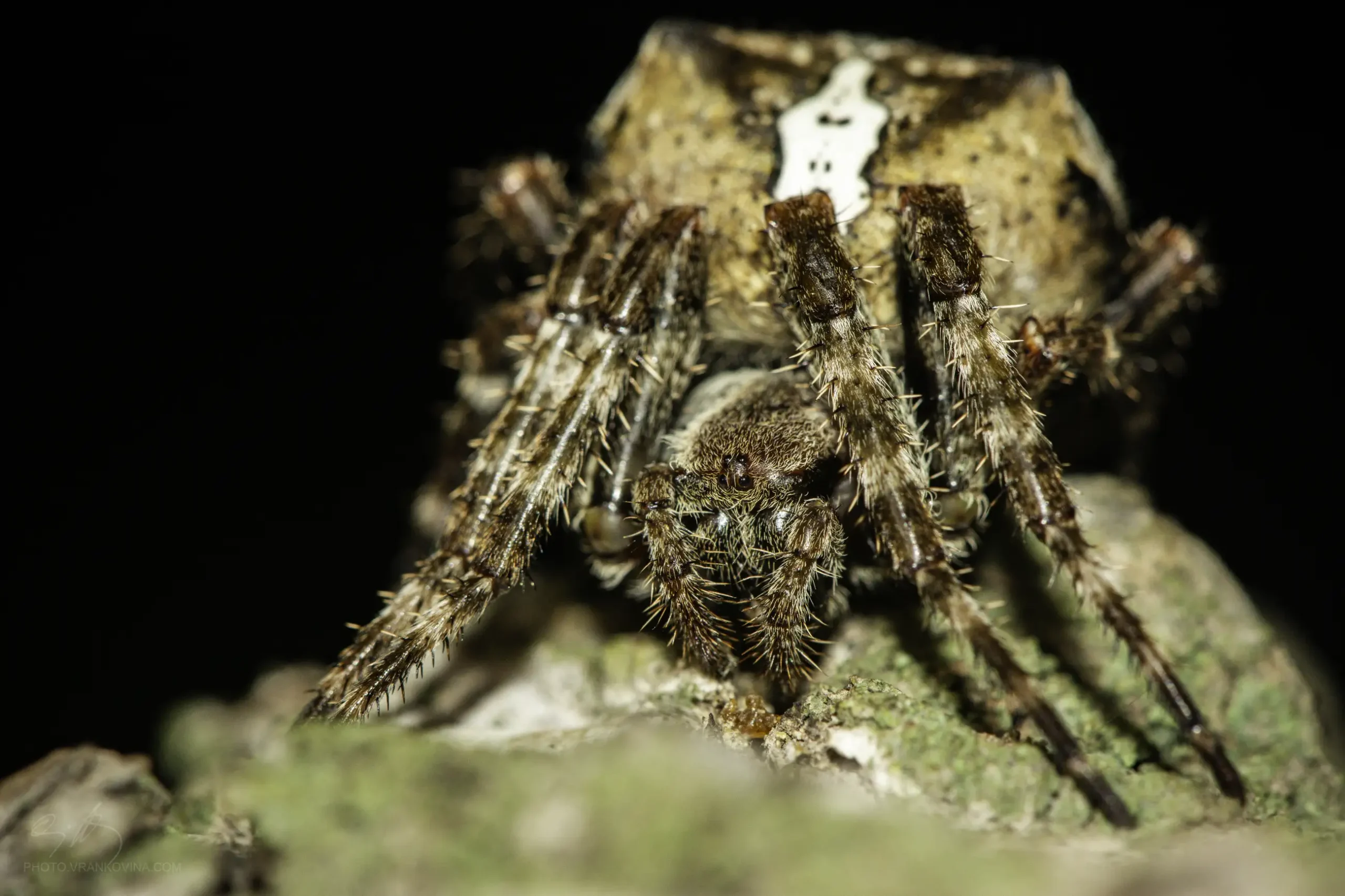 Close-up of a brown, hairy spider with a light, patterned marking on its large abdomen, sitting on a textured surface with a dark background.