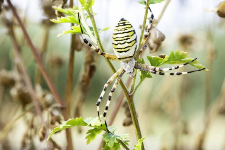 A close-up of a wasp spider with yellow, black, and white stripes on its abdomen, resting on green leaves and stems in a natural outdoor setting.