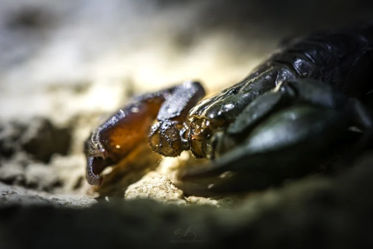 Close-up of a dark scorpion&rsquo;s pincers on sandy ground, with one claw in sharp focus and illuminated, highlighting its texture, while the rest of the body is blurred and in shadow.
