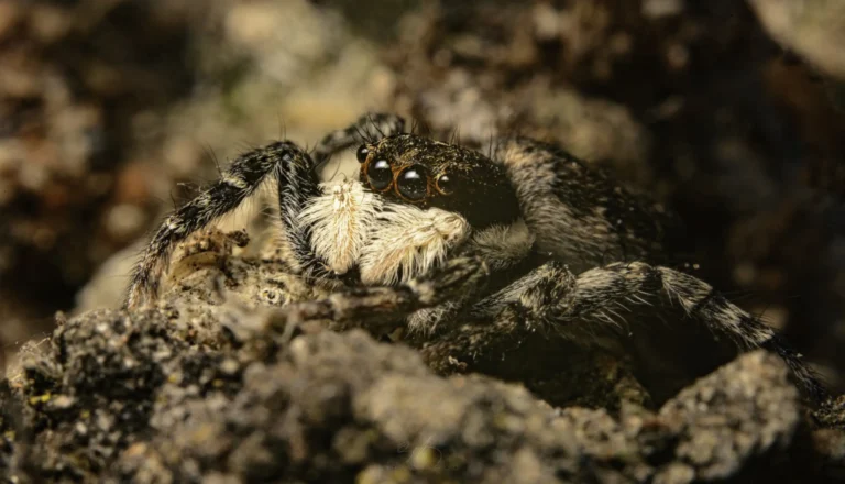 A close-up of a fuzzy jumping spider with large, shiny eyes perched on rough, brown textured ground.