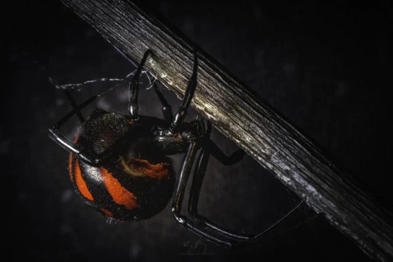 A close-up of a black widow spider with a shiny black body and bright red markings, clinging to a piece of wood against a dark background.