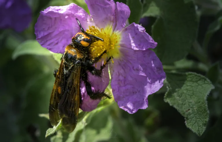 A close-up of a large, black and orange bee covered in pollen, perched on the yellow center of a purple flower with green leaves in the background.