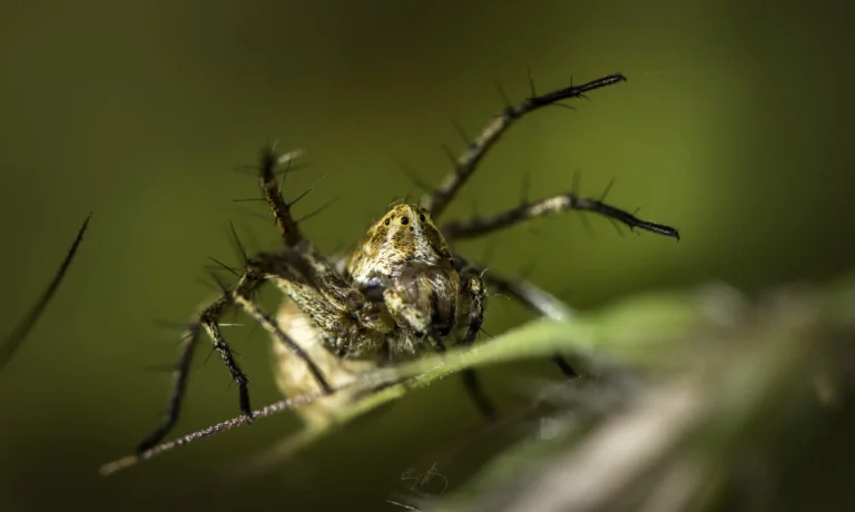 A close-up photo of a spider with hairy legs and a brown, patterned body, perched on a plant with a blurred green background.