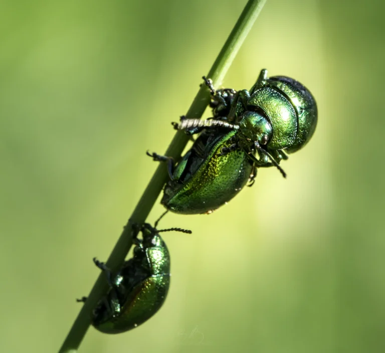 Three iridescent green beetles cling to a slender green stem against a softly blurred, light green background. The beetles shiny shells reflect light, highlighting their metallic coloring.