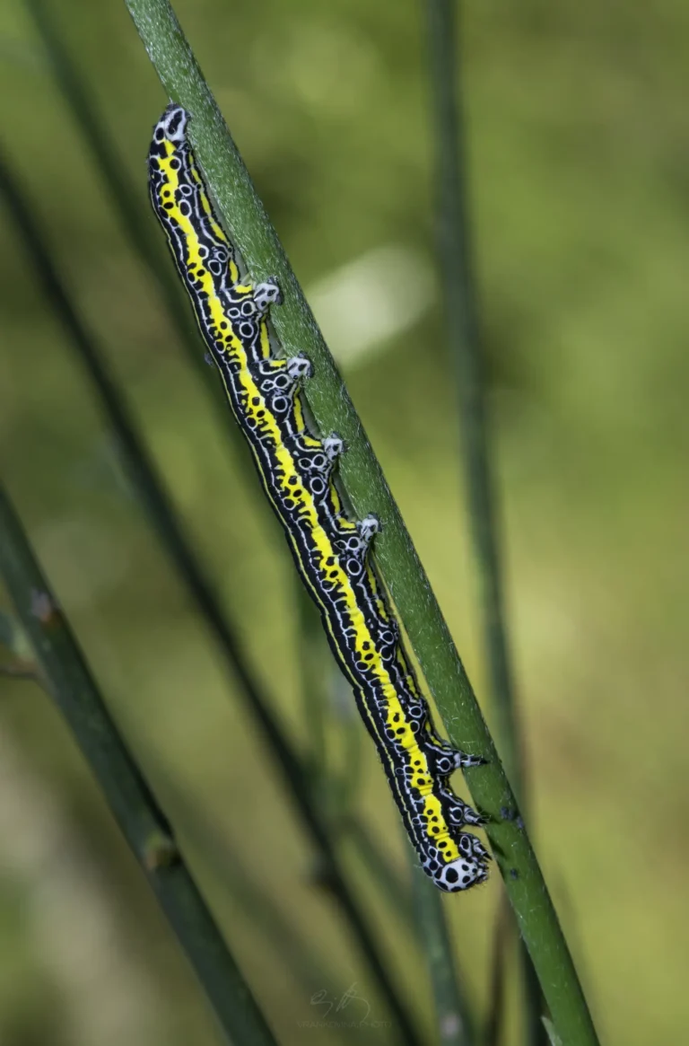 A colorful caterpillar with yellow, black, and white markings crawls along a green plant stem, set against a blurred green background.