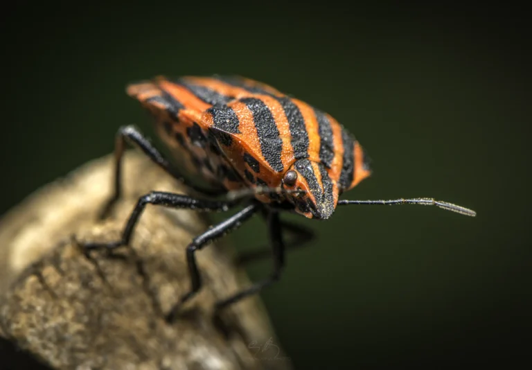 Close-up of a brightly colored bug with black and red stripes, standing on a brown surface against a blurred green background.