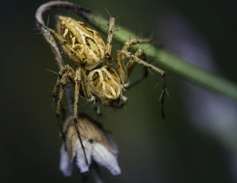 A close-up of a yellow and brown spider clinging to a green stem, with fine hairs visible on its legs and body against a blurred dark green background.