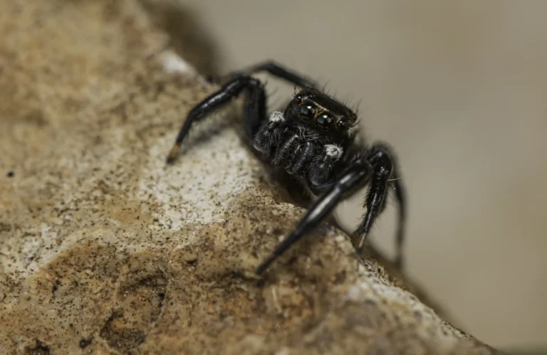Close-up of a black jumping spider with green eyes perched on the edge of a rough, brown rock surface, with a blurred beige background.