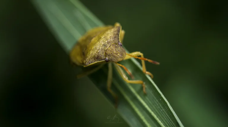 A close-up image of a yellow-brown shield bug perched on a green blade of grass, with a blurred green background.