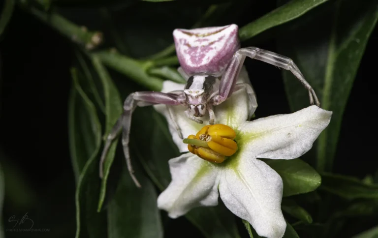A pink and white crab spider sits on a white flower with yellow stamens, surrounded by green leaves. The spiders body blends in with the flower petals.