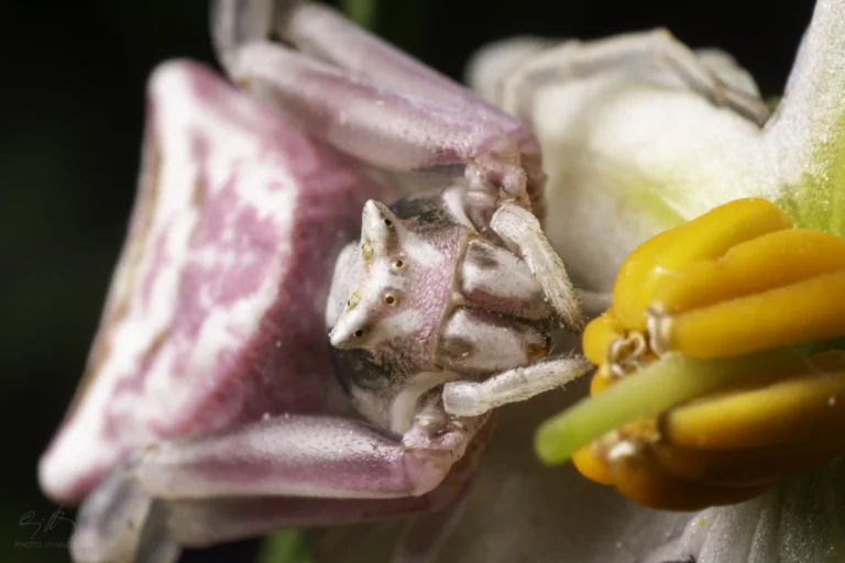 Close-up of a pink and white crab spider perched on a flower, holding onto vibrant yellow and orange stamens with its front legs. The spider&rsquo;s body is angular and its surface appears textured.