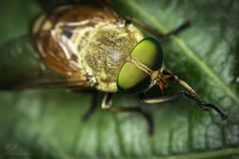 Close-up of a green-eyed horsefly resting on a green leaf, showing detailed textures of its compound eyes, fuzzy body, and translucent brown wings.