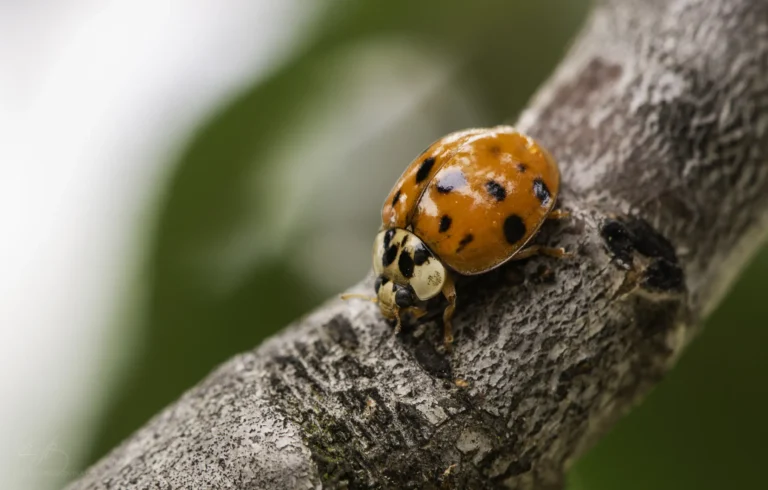 A close-up of an orange and black spotted ladybug crawling on a textured tree branch, with a blurred green background.