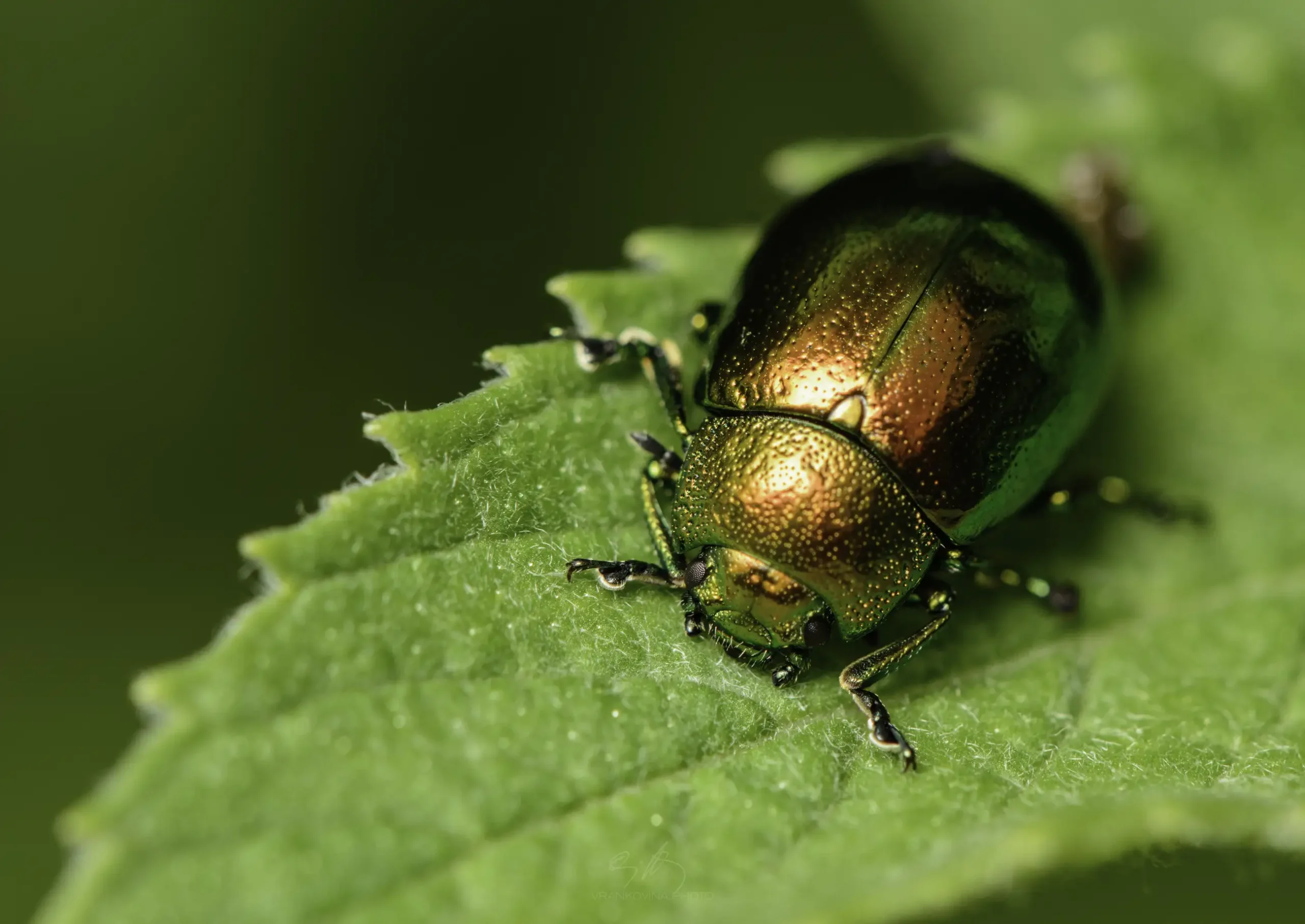 A close-up of a metallic green and gold beetle sitting on the edge of a textured green leaf, with a blurred green background.