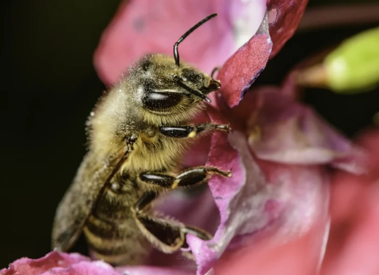 A close-up of a bee collecting nectar from vibrant pink flower petals, with fine details visible on the bee&rsquo;s fuzzy body and delicate wings, set against a dark, blurred background.