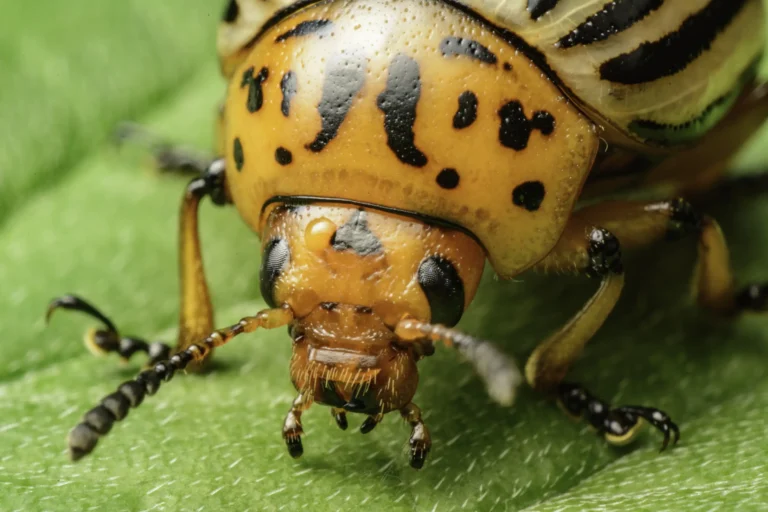 Close-up of an orange and black beetle with patterned markings on its head and body, standing on a green leaf. The beetles antennae and mouthparts are clearly visible.