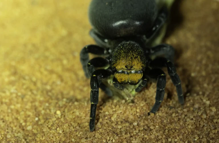 A close-up of a black spider with orange markings on its face and legs, standing on a surface covered with fine brown sand grains.