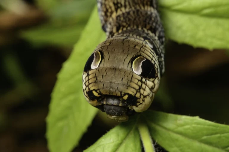 A close-up of a caterpillar with markings on its head that resemble a snakes face, resting on a green leaf. The eye-like spots provide a natural defense against predators.