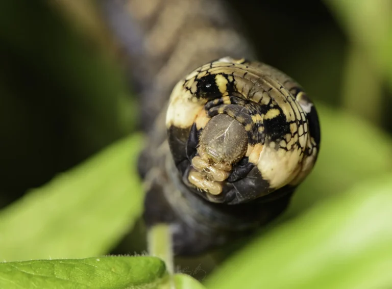 Close-up of an elephant hawk-moth caterpillar with prominent eye-like markings on its head, perched on a green plant stem, surrounded by blurred green leaves.