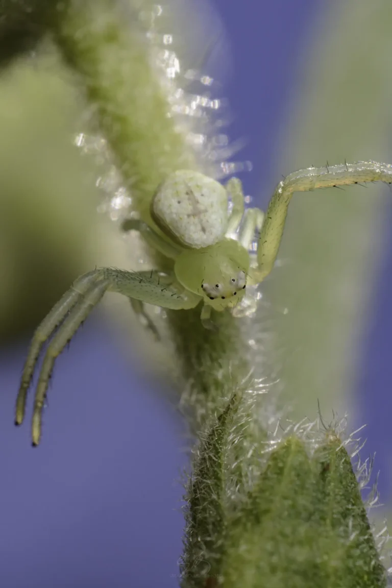 A close-up of a pale green crab spider with a white, rounded abdomen, perched on a hairy green plant stem against a blurred blue background.