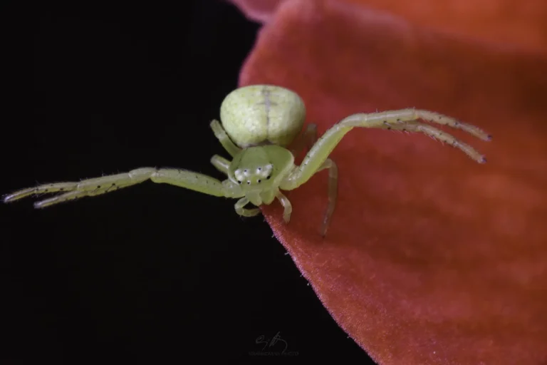 A small, pale green crab spider with long front legs is perched on the edge of a vibrant red petal against a dark background.
