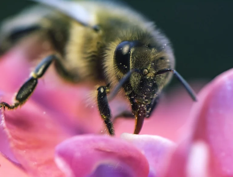 Close-up of a bee collecting nectar from a pink flower, with pollen visible on its head and antennae, and the background softly blurred.