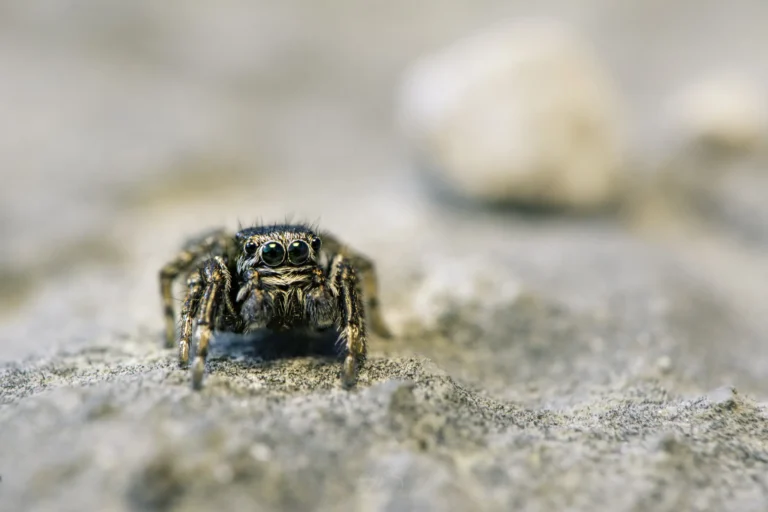 A close-up photo of a small jumping spider on a sandy gray surface, with its large eyes facing the camera and a blurred background.