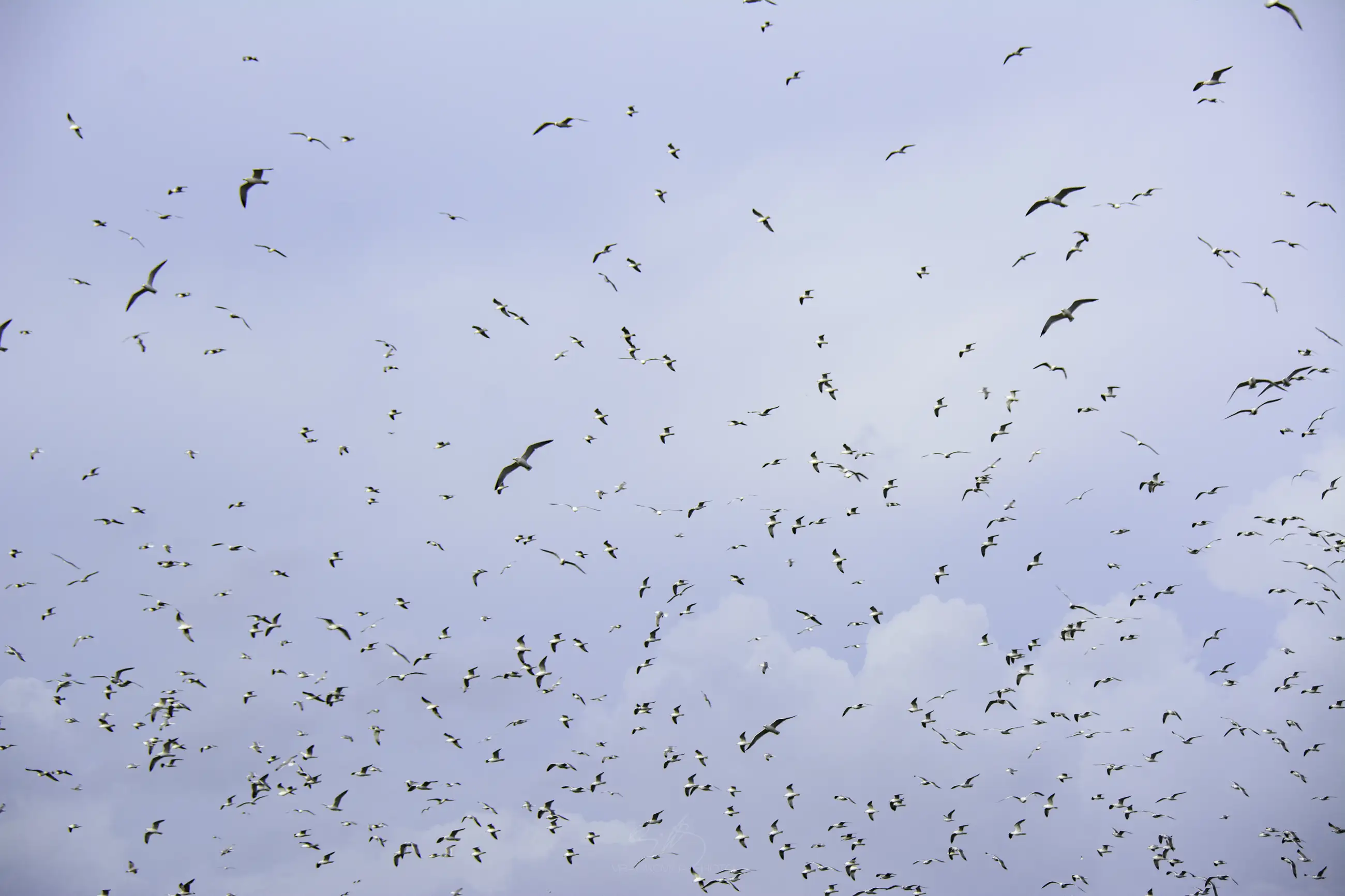 Hundreds of birds are flying across a pale blue sky with scattered clouds, creating a lively, dynamic scene.