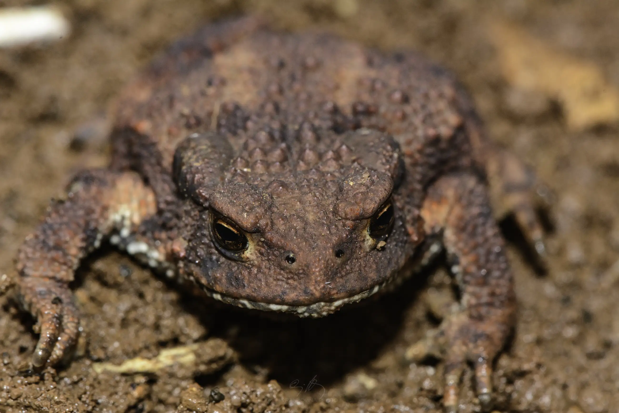 A close-up view of a brown toad sitting on soil, with rough, bumpy skin and dark eyes facing the camera.