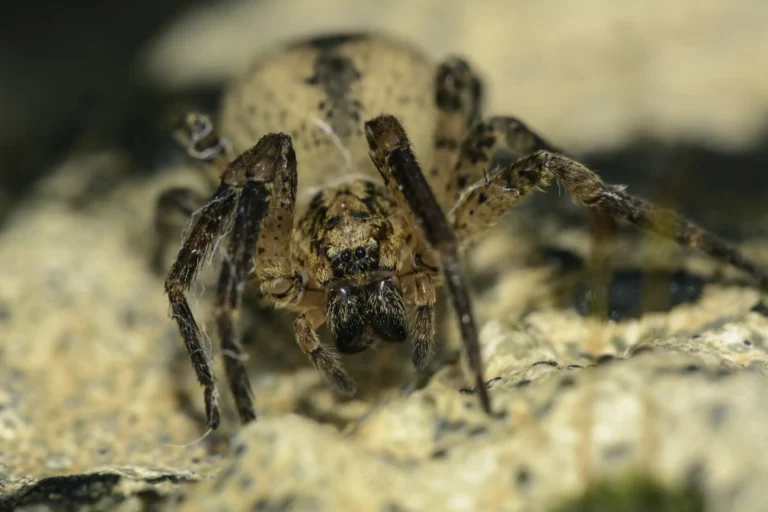 Close-up image of a brown spider with dark markings, facing the camera on a rocky, textured surface. The fine details of its legs and body hairs are visible.