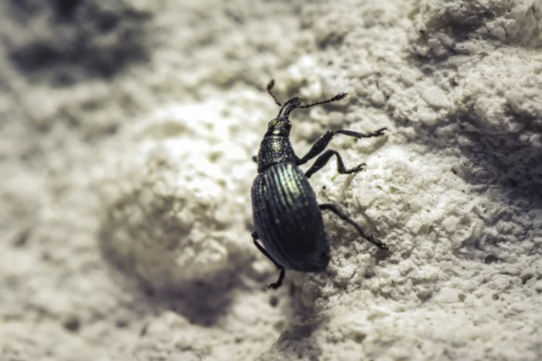 A close-up of a small, shiny black beetle with long antennae and textured body, climbing on a rough, light-colored surface that resembles a rock or stone.