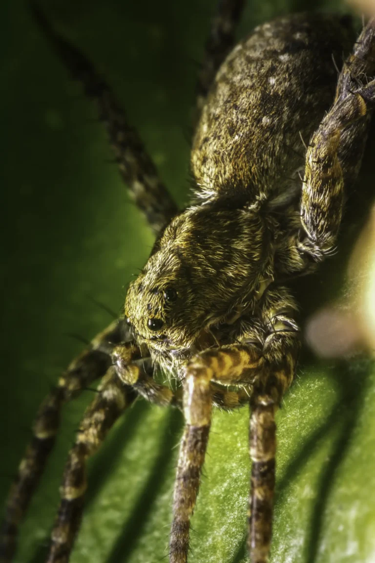 Close-up of a brown, hairy spider with detailed body and legs, resting on a green leaf. The image highlights the spider&rsquo;s texture and features in sharp focus.