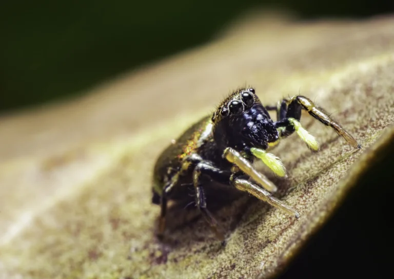 Close-up of a small jumping spider with large eyes and yellow markings on its mouthparts, standing on a brown leaf with a blurred green background.