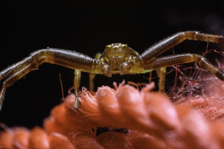 Close-up of a brown spider with long legs perched on bright red threads, set against a dark background. The spider faces the camera, showing its eyes and detailed body texture.