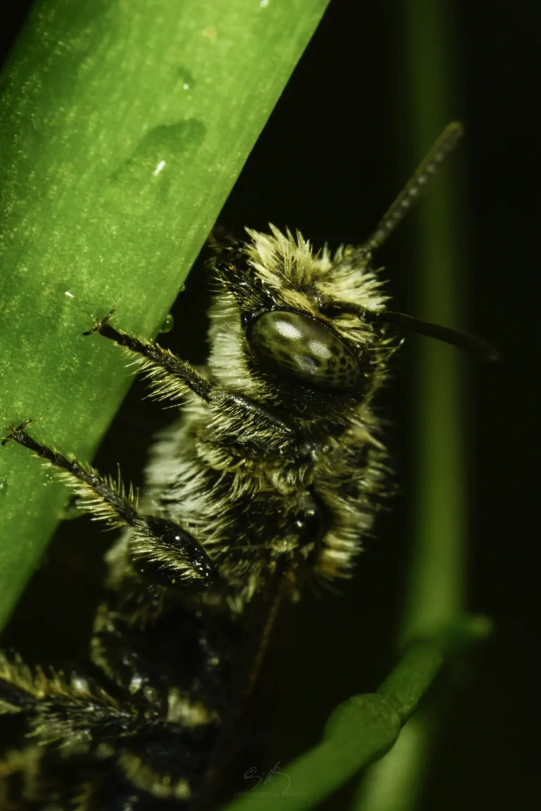 Close-up of a fuzzy bee clinging to a green plant stem, showing detailed texture of its fur and large compound eye, with a dark, blurred background.
