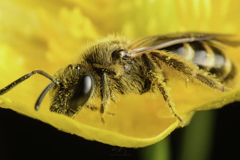 A close-up image of a bee covered in yellow pollen, perched on the edge of a bright yellow flower petal, with a blurred yellow background.