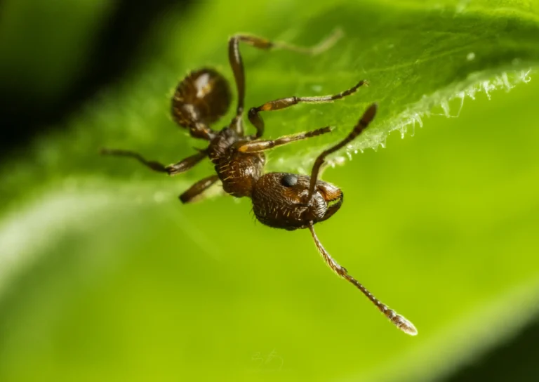 A close-up of a reddish-brown ant walking upside down on the edge of a green leaf, with a blurred green background.