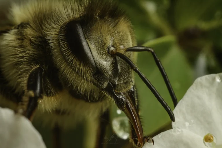 A close-up macro image of a bee drinking nectar from a white flower, showing fine details of its fuzzy face, eyes, and mouthparts, with a water droplet visible on the bees leg.