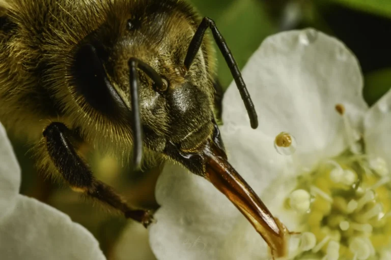 A close-up of a bee using its long tongue to gather nectar from the center of a white flower, with detailed textures visible on the bee and flower petals.